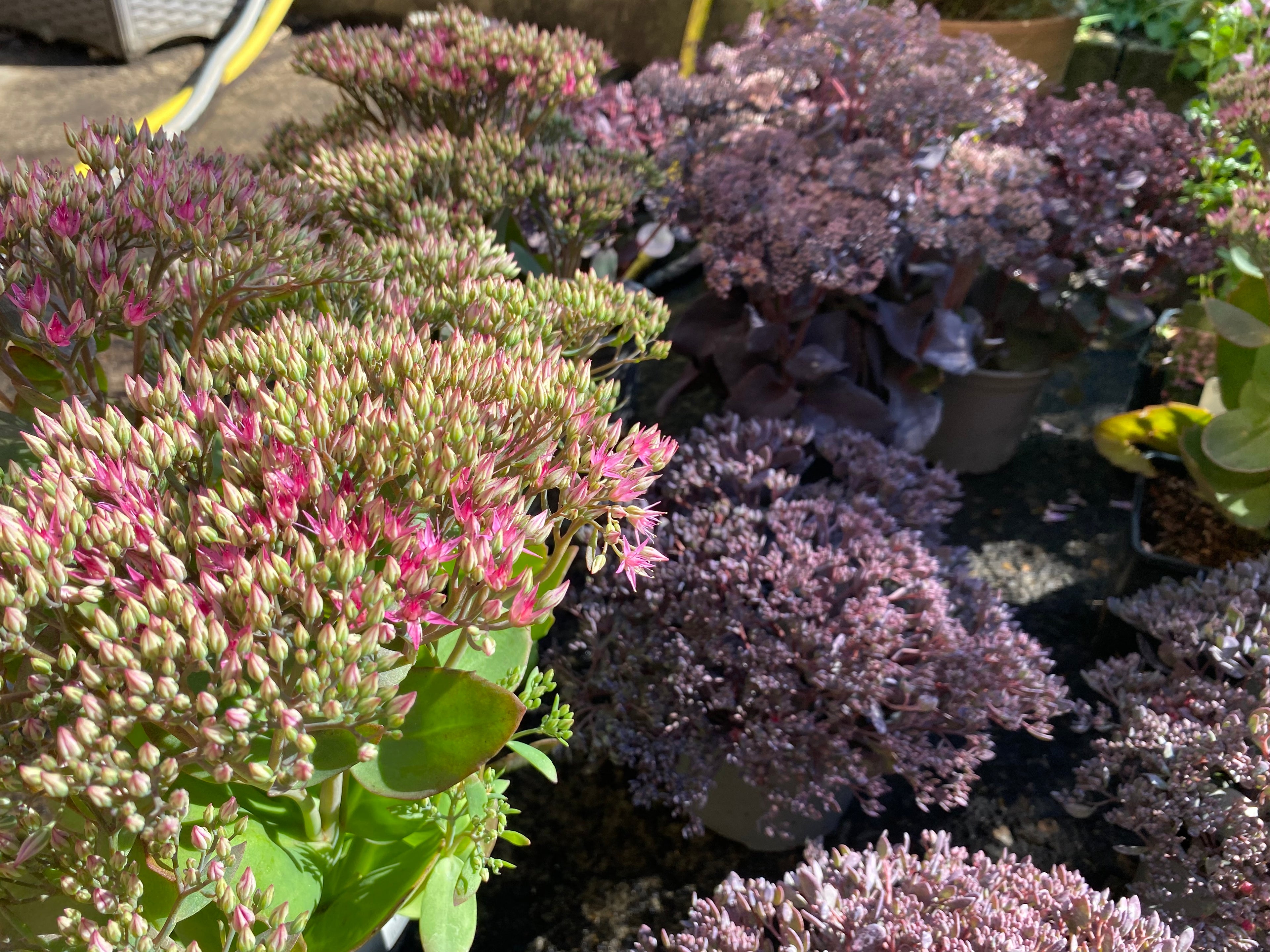 Sedums