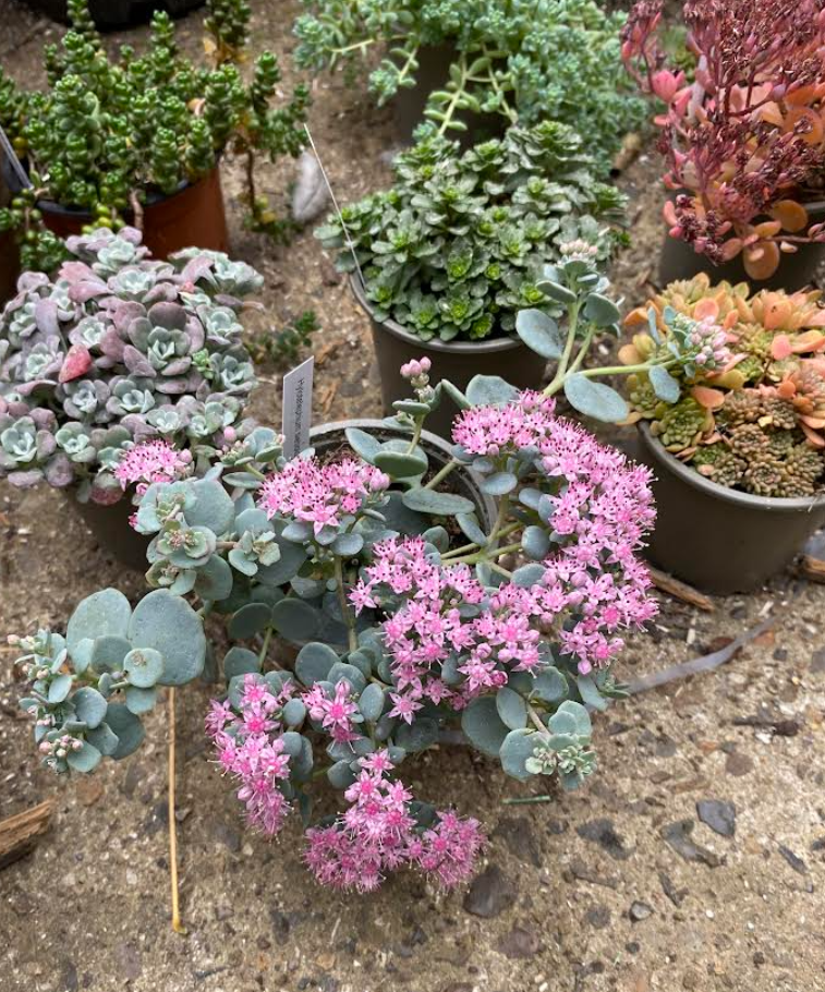 Sedums