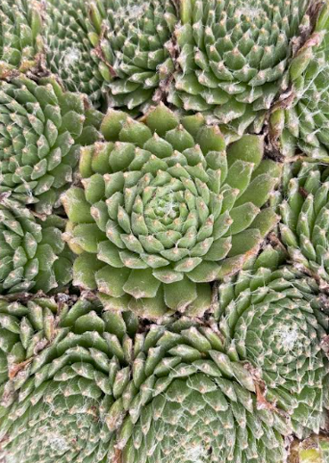 Sempervivum / Joubarbe