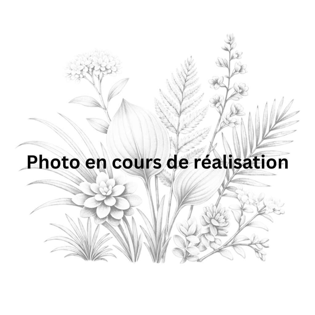 Acaena magellanica - Lampourde de Magellan