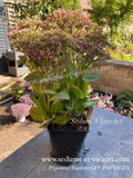 Sedum 'Class Act' - Orpin