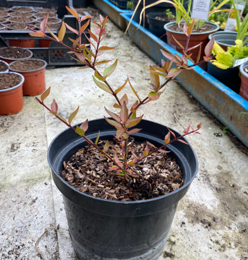 Abelia x grandiflora - Abelia