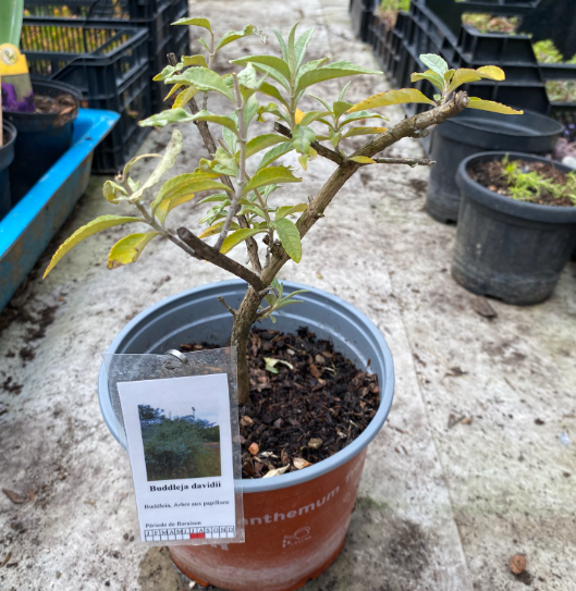 Buddleja x davidii empire blue - Arbre aux papillons