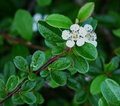 Cotoneaster dammeri -Cotoneaster de Dammer