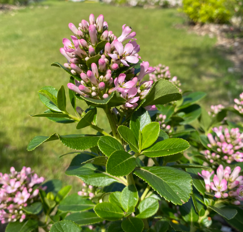Escallonia laevis 'Pink Elle Lades' - Escallonia
