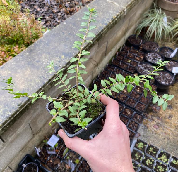 Lonicera nitida 'Maigrun' - Chèvrefeuille arbustif