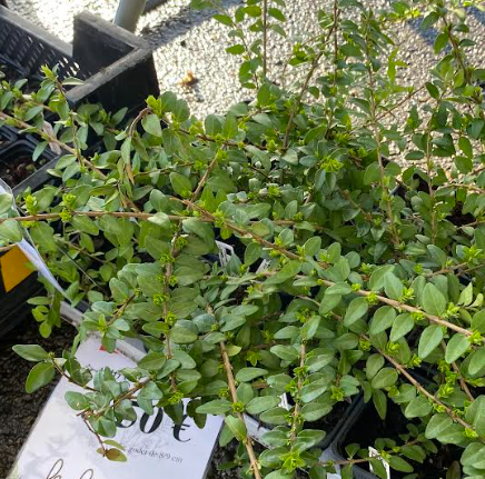 Lonicera nitida 'Maigrun' - Chèvrefeuille arbustif