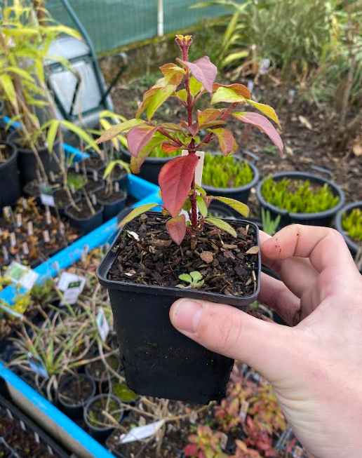 Viburnum tinus - Laurier tin