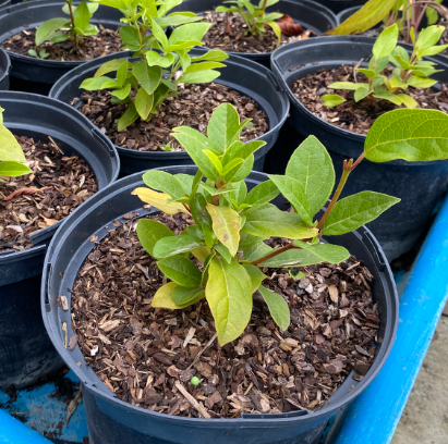 Viburnum tinus - Laurier tin