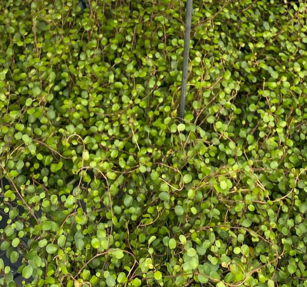 Muehlenbeckia complexa - Muehlenbeckie