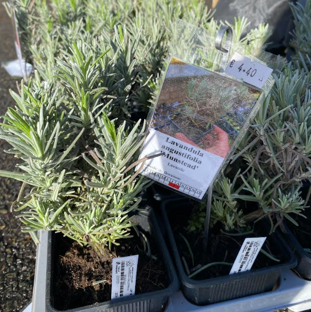 Lavandula angustifolia 'Munstead' - Lavande anglaise 'Munstead'