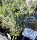 Lavandula angustifolia 'Munstead' - Lavande anglaise 'Munstead'