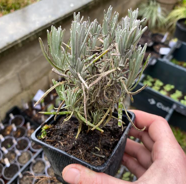 Lavandula angustifolia 'Munstead' - Lavande anglaise 'Munstead'