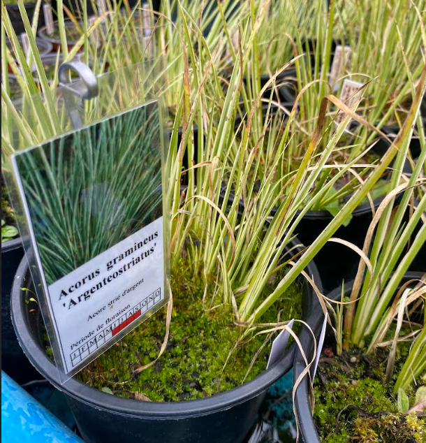 Acorus gramineus 'Argenteostriatus' - Acore strié d'argent