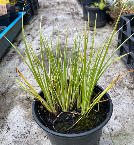 Acorus gramineus 'Argenteostriatus' - Acore strié d'argent