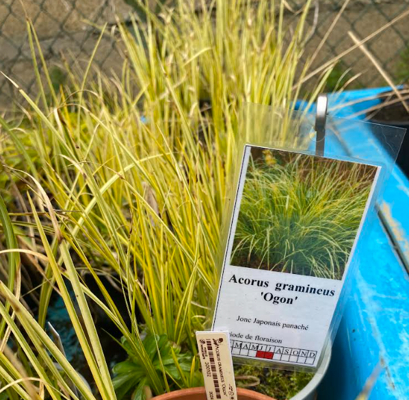 Acorus gramineus 'Ogon' - Jonc Japonais panaché