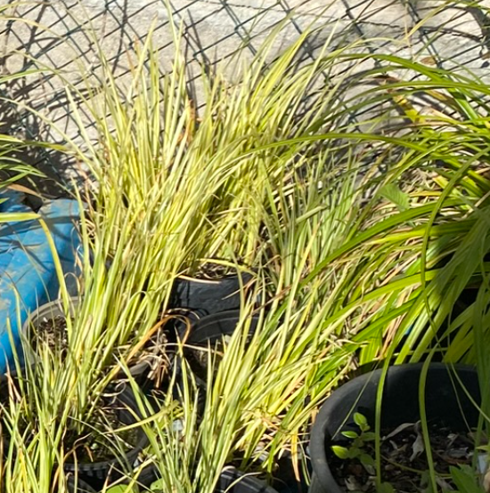 Acorus gramineus 'Ogon' - Jonc Japonais panaché