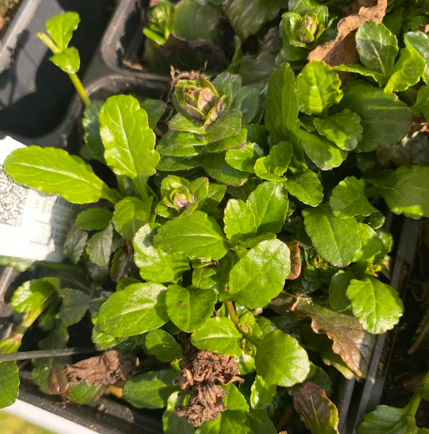 Ajuga reptans - Bugle rampante