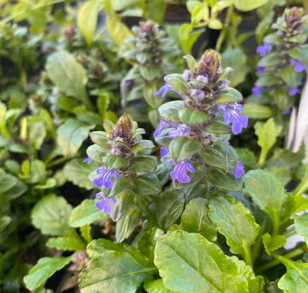 Ajuga reptans - Bugle rampante