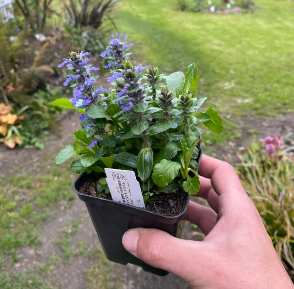 Ajuga reptans - Bugle rampante