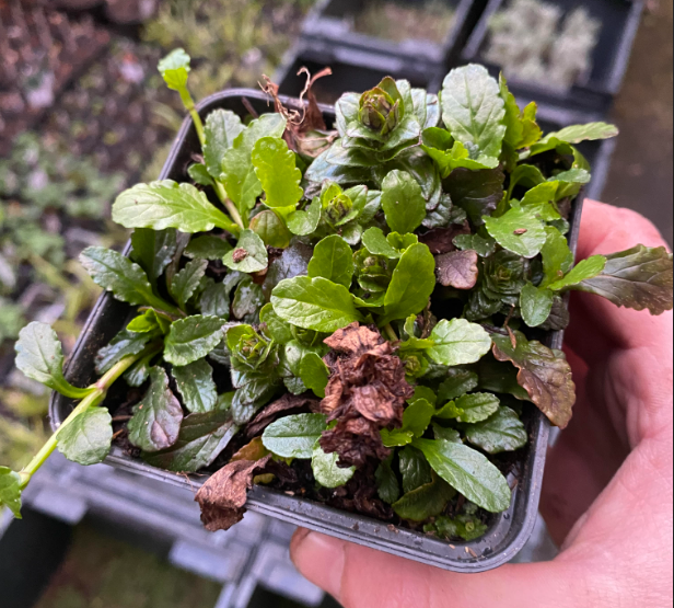 Ajuga reptans - Bugle rampante
