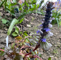 Ajuga reptans 'Atropurpurea - Bugle rampante pourpre