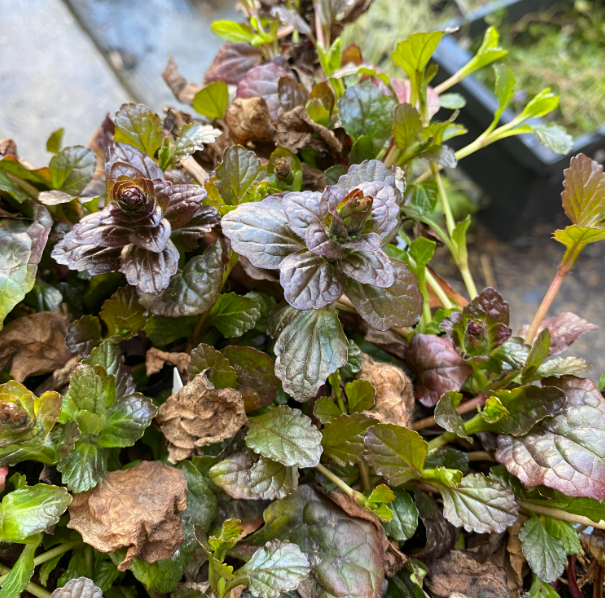 Ajuga reptans 'Atropurpurea - Bugle rampante pourpre