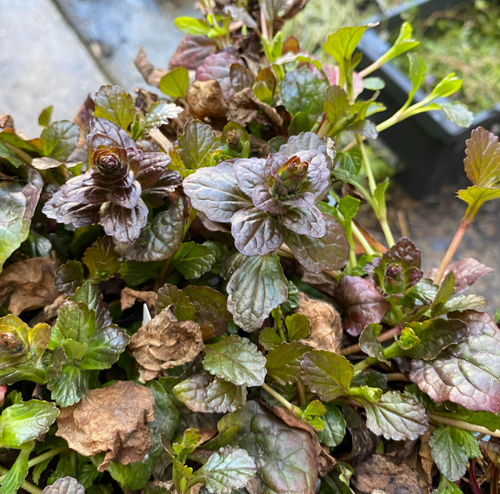 Ajuga reptans 'Atropurpurea - Bugle rampante pourpre
