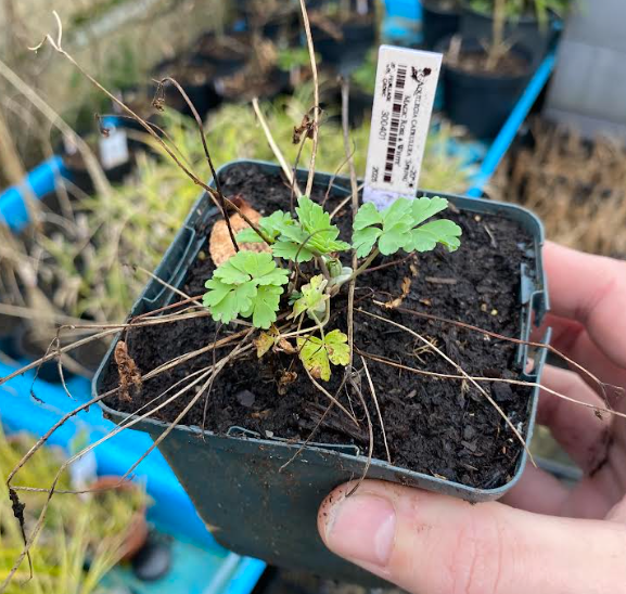 Aquilegia in miscuglio variada - Ancolie des jardins