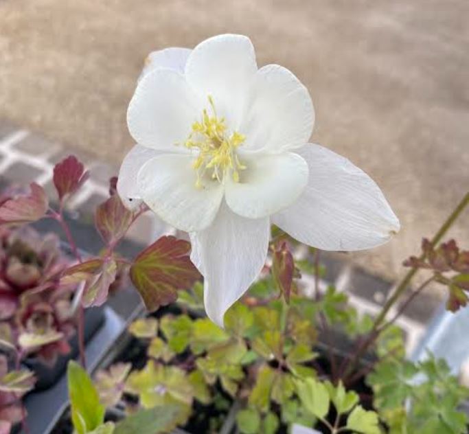 Aquilegia in miscuglio variada - Ancolie des jardins