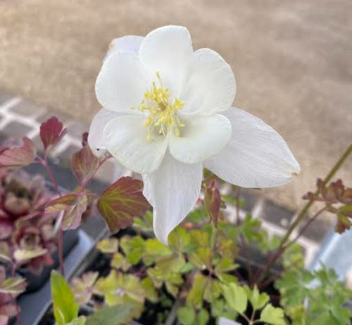 Aquilegia in miscuglio variada - Ancolie des jardins
