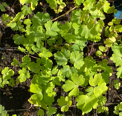 Aquilegia in miscuglio variada - Ancolie des jardins