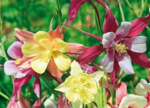 Aquilegia in miscuglio variada - Ancolie des jardins