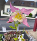Aquilegia in miscuglio variada - Ancolie des jardins