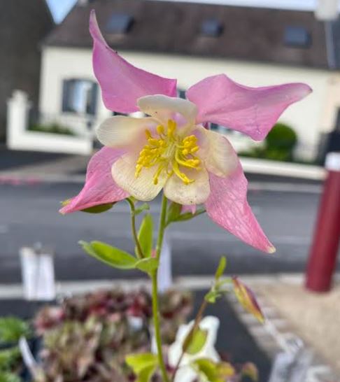 Aquilegia in miscuglio variada - Ancolie des jardins