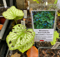 Brunnera macrophylla 'Alexander's Great' - Myosotis du Caucase