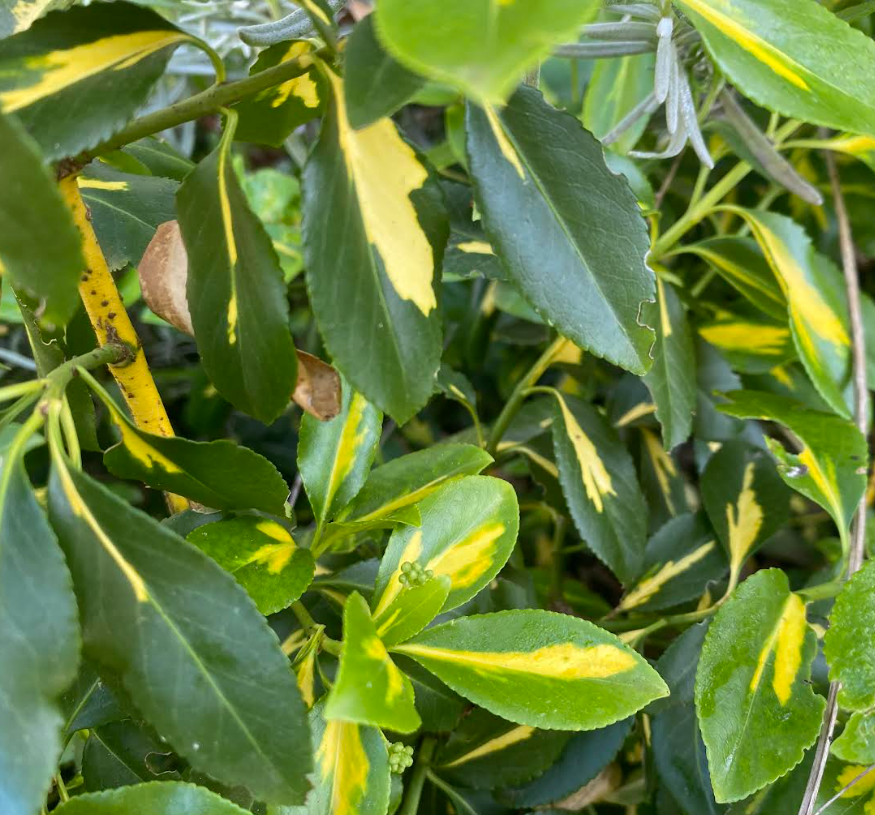 Euonymus fortunei 'Blondy' - Fusain panaché
