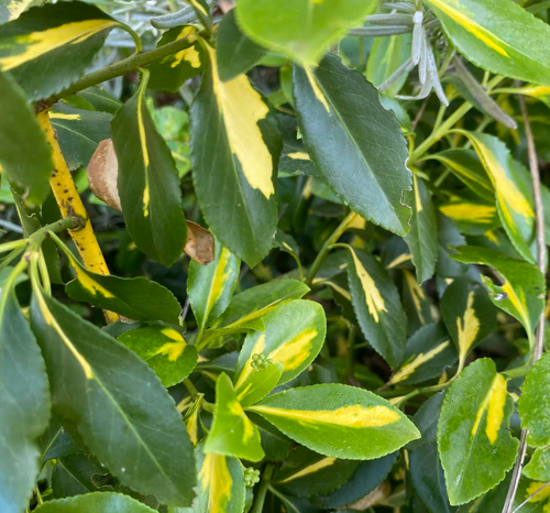 Euonymus fortunei 'Blondy' - Fusain panaché