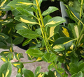 Euonymus fortunei 'Blondy' - Fusain panaché