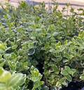 Euonymus fortunei 'Emerald Gaiety' - Fusain de Fortune 'Emerald Gaiety'