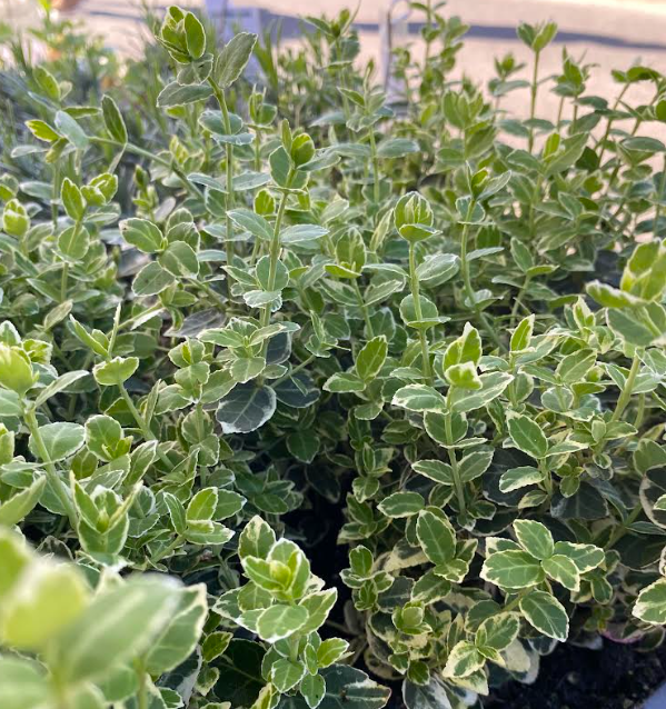 Euonymus fortunei 'Emerald Gaiety' - Fusain de Fortune 'Emerald Gaiety'