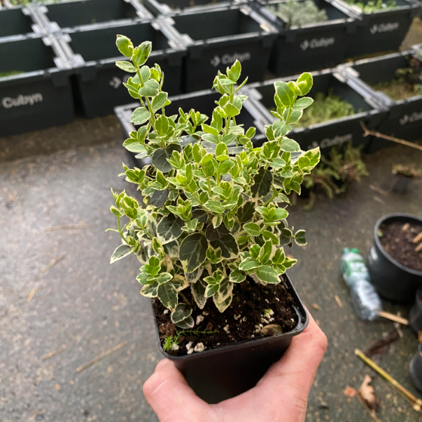 Euonymus fortunei 'Emerald Gaiety' - Fusain de Fortune 'Emerald Gaiety'