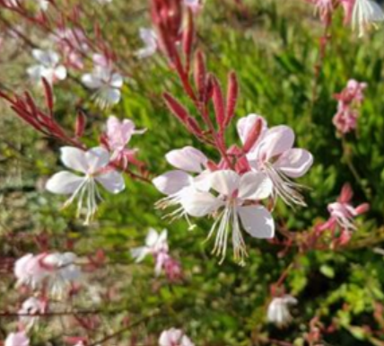 Gaura lindheimeri - Gaura de Lindheimer
