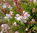 Gaura lindheimeri - Gaura de Lindheimer