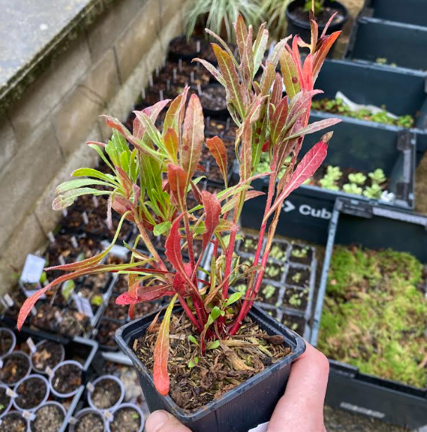 Gaura lindheimeri - Gaura de Lindheimer