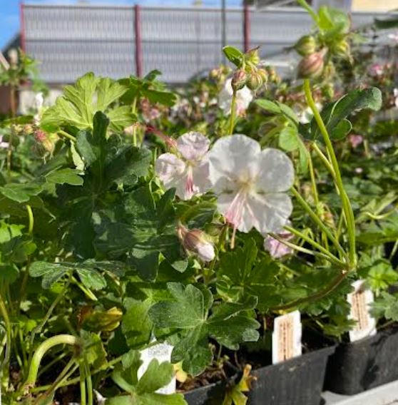 Geranium x cantabrigiense 'St Ola' - Géranium vivace 'St Ola'