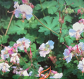 Geranium x cantabrigiense 'St Ola' - Géranium vivace 'St Ola'