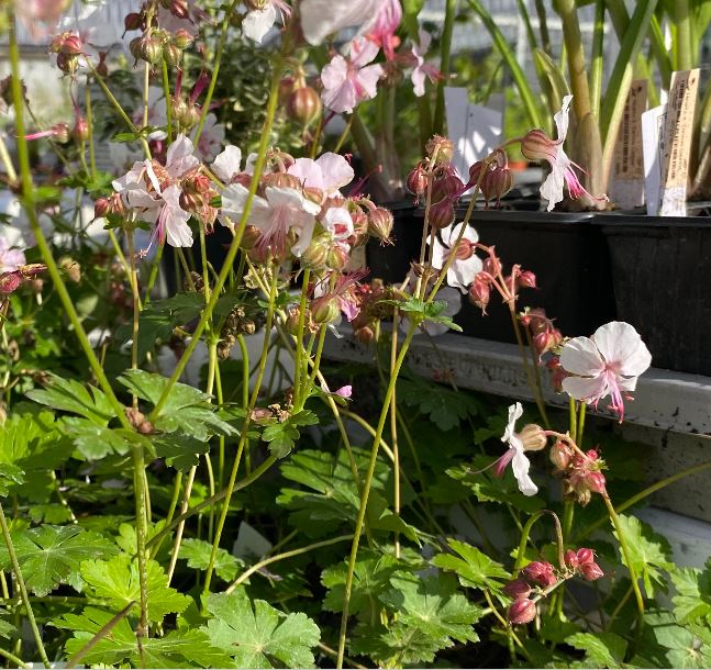 Geranium x cantabrigiense 'St Ola' - Géranium vivace 'St Ola'