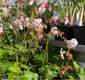 Geranium x cantabrigiense 'St Ola' - Géranium vivace 'St Ola'