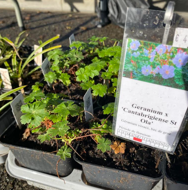 Geranium x cantabrigiense 'St Ola' - Géranium vivace 'St Ola'